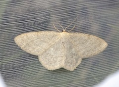Smoky Wave (Scopula ternata)