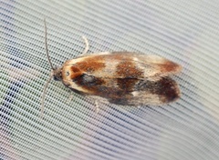 Brassy Tortrix (Eulia ministrana)