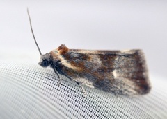 Brassy Tortrix (Eulia ministrana)