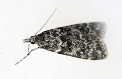 Little Grey (Eudonia lacustrata)