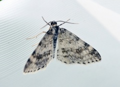 Welsh Wave (Venusia cambrica)
