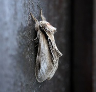 Swallow Prominent (Pheosia tremula)