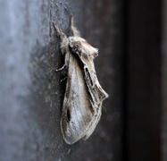 Seljetannspinner (Pheosia tremula)