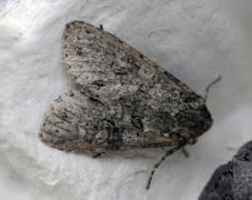 Grey Arches (Polia nebulosa)