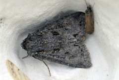 Pale Shining Brown (Polia bombycina)
