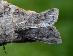 Pale Shining Brown (Polia bombycina)