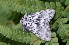 Black Arches (Lymantria monacha)