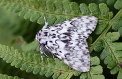 Barskognonne (Lymantria monacha)