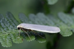 Buff Footman (Eilema depressa)