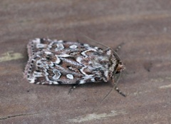 Røsslyngfly (Lycophotia porphyrea)