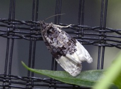Marbled Orchard Tortrix (Hedya nubiferana)