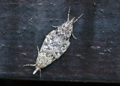 Ground-moss Grey (Eudonia truncicolella)