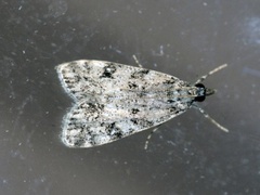 Ground-moss Grey (Eudonia truncicolella)