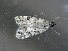 Barkmosemott (Eudonia truncicolella)