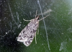 Ground-moss Grey (Eudonia truncicolella)