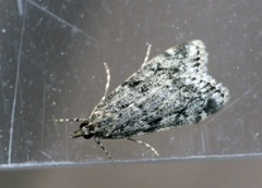 Ground-moss Grey (Eudonia truncicolella)