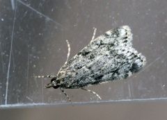 Barkmosemott (Eudonia truncicolella)