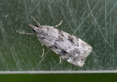 Little Grey (Eudonia lacustrata)