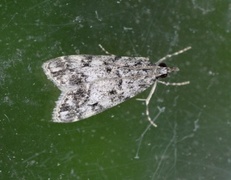 Little Grey (Eudonia lacustrata)
