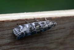Dark Pine Knot-horn (Dioryctria abietella)