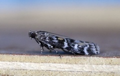 Dark Pine Knot-horn (Dioryctria abietella)