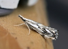 Chequered Grass-veneer (Catoptria falsella)