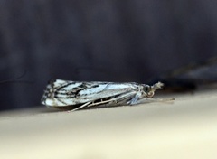 Chequered Grass-veneer (Catoptria falsella)