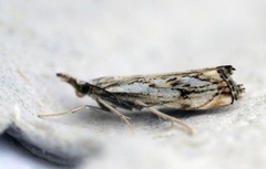 Chequered Grass-veneer (Catoptria falsella)