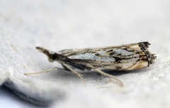 Klippenebbmott (Catoptria falsella)