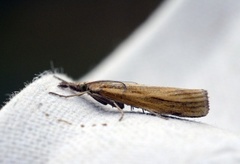 Barred Grass-veneer (Agriphila inquinatella)