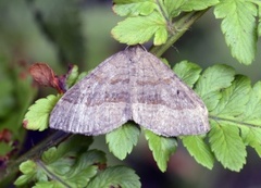 Brun bakkemåler (Scotopteryx chenopodiata)