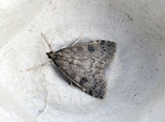 Dusky Pearl (Udea prunalis)