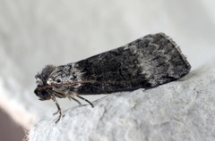 Bjørkehalvspinner (Tetheella fluctuosa)