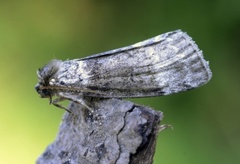 Bjørkehalvspinner (Tetheella fluctuosa)