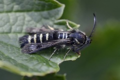 Raspberry Clearwing (Pennisetia hylaeiformis)