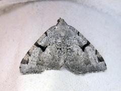 The V-Moth (Macaria wauaria)