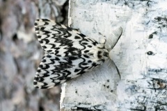 Black Arches (Lymantria monacha)