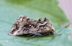 Beautiful Golden Y (Autographa pulchrina)
