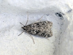 Ground-moss Grey (Eudonia truncicolella)