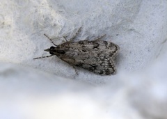 Skogmosemott (Eudonia lacustrata)