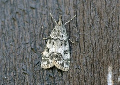 Little Grey (Eudonia lacustrata)
