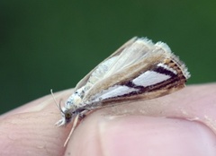 Treflekket nebbmott (Catoptria permutatella)