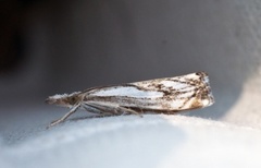Chequered Grass-veneer (Catoptria falsella)