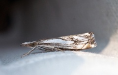 Klippenebbmott (Catoptria falsella)