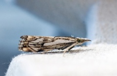 Chequered Grass-veneer (Catoptria falsella)