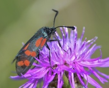 Six-spot Burnet (Zygaena filipendulae)