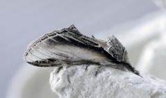 Swallow Prominent (Pheosia tremula)