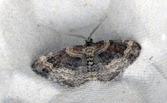 Red Twin-spot Carpet (Xanthorhoe spadicearia)