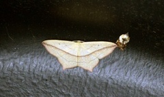 Blood-vein (Timandra comae)