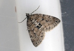 Chestnut-coloured Carpet (Thera cognata)